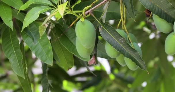 Mangoes Ripen Mango Tree Sun — 图库视频影像