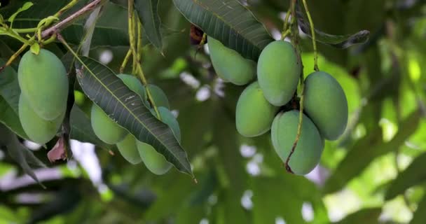 Mango Rijpen Een Mangoboom Zon — Stockvideo