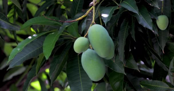 Mango Rijpen Een Mangoboom Zon — Stockvideo