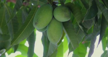 Mangolar güneşte bir mango ağacında olgunlaşmak üzereler.