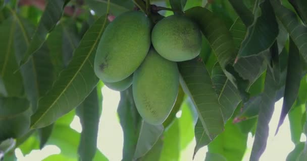 Mangolar Güneşte Bir Mango Ağacında Olgunlaşmak Üzereler — Stok video
