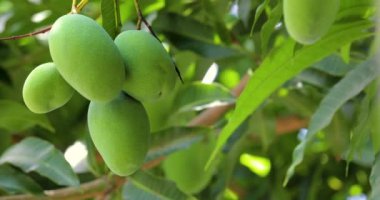 Mangoes about to ripen on a mango tree in the sun
