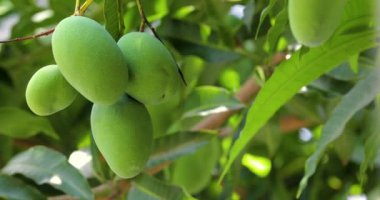 Mangoes about to ripen on a mango tree in the sun