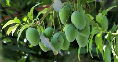 Mangolar güneşte bir mango ağacında olgunlaşmak üzereler.
