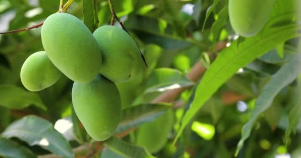 Mangoes Ripen Mango Tree Sun — ストック動画