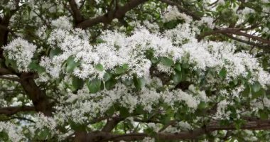 Parktaki çiçeklerle dolu püsküller, yaygın olarak April Snow olarak bilinir.