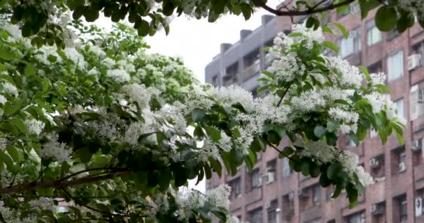 Die Quasten Voller Blumen Park Gemeinhin Als April Schnee Bekannt — Stockvideo