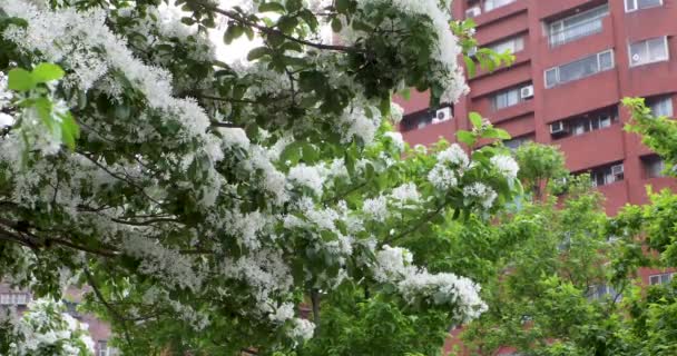 Kvaster Fuld Blomster Parken Almindeligvis Kendt Som April Snow – Stock-video