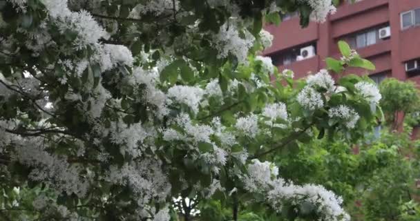 Bojtos Tele Virágok Parkban Közismert Nevén April Snow — Stock videók