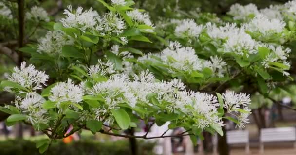 Las Borlas Llenas Flores Parque Comúnmente Conocido Como April Snow — Vídeo de stock