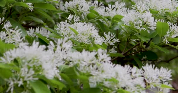 Las Borlas Llenas Flores Parque Comúnmente Conocido Como April Snow — Vídeo de stock