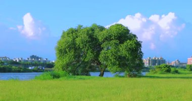 Yaz seti parkları mavi gökyüzünün altında ve beyaz bulutlar rüzgarla sallanan gölge ağaçlar gibidir.