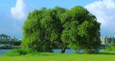 Yaz seti parkları mavi gökyüzünün altında ve beyaz bulutlar rüzgarla sallanan gölge ağaçlar gibidir.