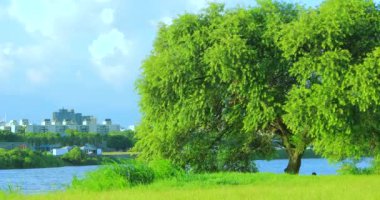 Yaz seti parkları mavi gökyüzünün altında ve beyaz bulutlar rüzgarla sallanan gölge ağaçlar gibidir.