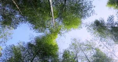 Ormanda taze yeşil bambu ormanları vuruyorlar.
