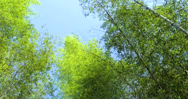 森で新鮮な緑の竹林を撮影する — ストック動画