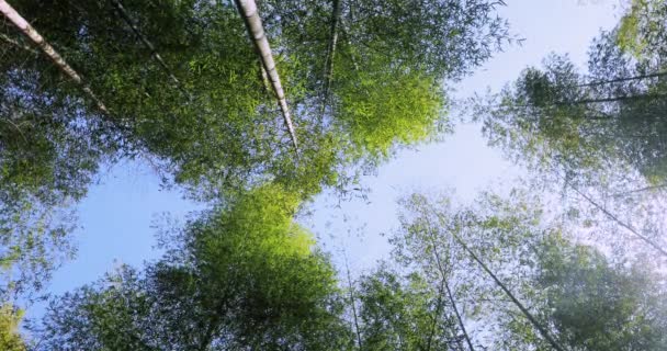 Tiro Bosques Bambú Verde Fresco Bosque — Vídeo de stock