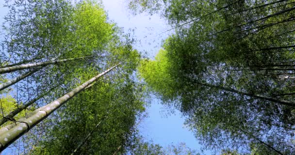 Ormanda Taze Yeşil Bambu Ormanları Vuruyorlar — Stok video