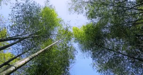 Lövöldözés Friss Zöld Bambusz Erdők Erdőben — Stock videók