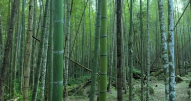 Ormanda taze ve yeşil bambu ormanları