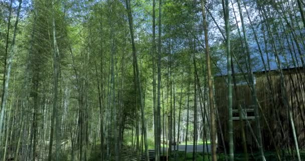 Tranquilla Casa Bambù Nella Fresca Foresta Bambù Verde — Video Stock