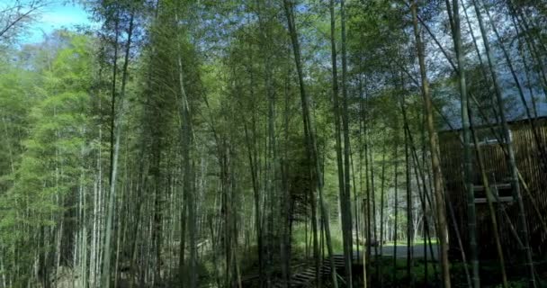 Taze Yeşil Bambu Ormanındaki Sessiz Bambu Evi — Stok video