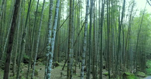 Boschi Bambù Freschi Verdi Nella Foresta — Video Stock