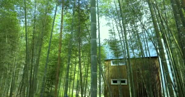 Casa Bambu Tranquila Floresta Bambu Verde Fresco — Vídeo de Stock