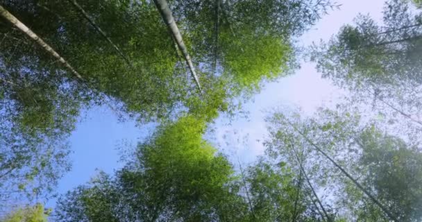 Frisch Grüne Bambuswälder Wald Schießen — Stockvideo