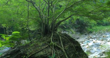 Tayvan Hualien Taroko Sahne Bölgesi, Shaka Sakai Kayası 'ndaki büyük ağaç.