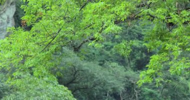 Tayvan Hualien Taroko Sahne Bölgesi, Shaka Sakai Kayası 'ndaki büyük ağaç.