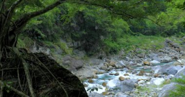 Tayvan Hualien Taroko Sahne Bölgesi, Shaka Sakai Kayası 'ndaki büyük ağaç.