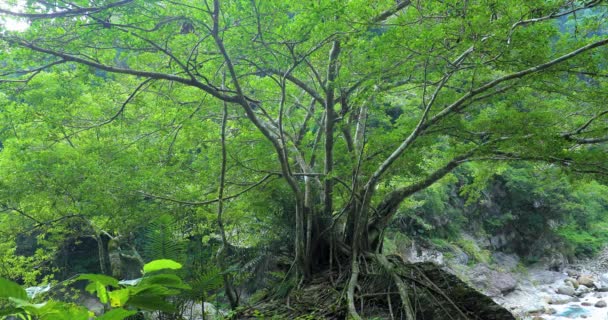 Taiwan Hualien Taroko Scenic Area Big Tree Shaka Sakai Stream — Stock Video