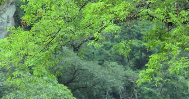 台湾花莲太子风景区 沙卡萨凯溪巨石上的大树 — 图库视频影像