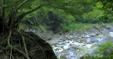 Tayvan Hualien Taroko Sahne Bölgesi, Shaka Sakai Kayası 'ndaki büyük ağaç.