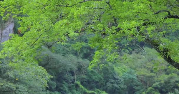 Ταϊβάν Hualien Taroko Scenic Area Μεγάλο Δέντρο Στον Βράχο Shaka — Αρχείο Βίντεο