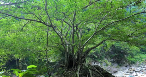 台湾花莲太子风景区 沙卡萨凯溪巨石上的大树 — 图库视频影像