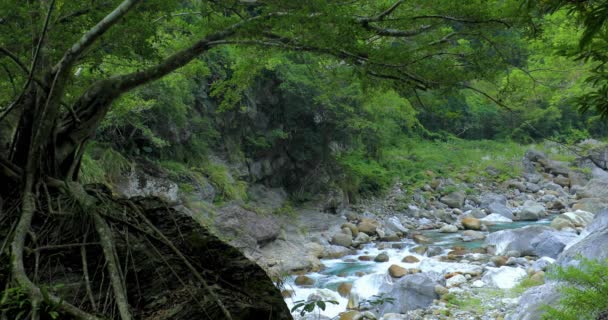 Taiwan Hualien Taroko Scenic Área Gran Árbol Roca Shaka Sakai — Vídeos de Stock
