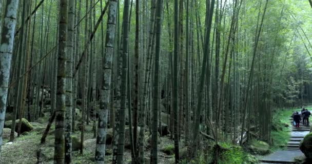 Friss Zöld Bambuszerdők Erdőben — Stock videók