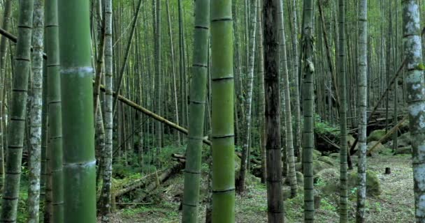 森の中の新鮮で緑豊かな竹林 — ストック動画