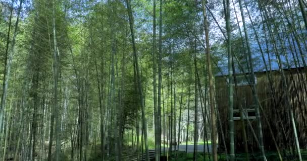 Tranquila Casa Bambú Bosque Bambú Verde Fresco — Vídeo de stock