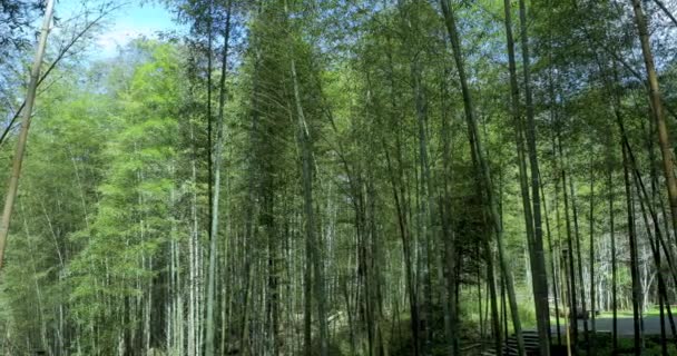 Taze Yeşil Bambu Ormanındaki Sessiz Bambu Evi — Stok video