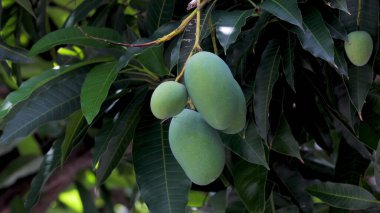Mangolar güneşte bir mango ağacında olgunlaşmak üzereler.