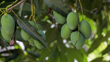 Mangolar güneşte bir mango ağacında olgunlaşmak üzereler.