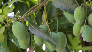 Mangolar güneşte bir mango ağacında olgunlaşmak üzereler.