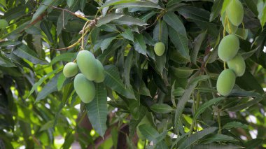 Mangolar güneşte bir mango ağacında olgunlaşmak üzereler.