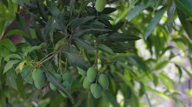 Mangolar güneşte bir mango ağacında olgunlaşmak üzereler.