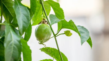 Yaz bahçelerinde yemişlerle dolu meyveler...