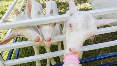 Küçük keçiyi sütle besle