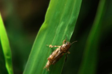 Yakın plan tridactylidae, pigme köstebek çekirgeleri